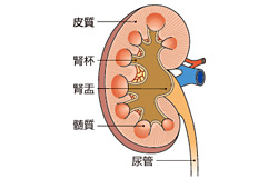 IgA腎症で通院中。扁桃摘出で腎臓はよくなる？